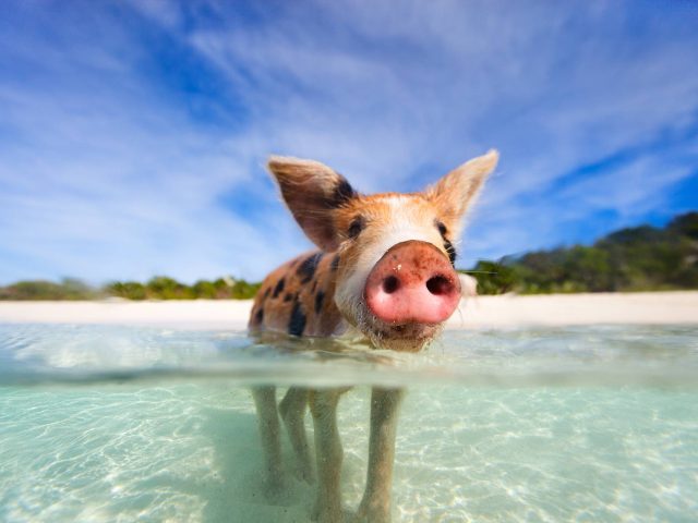 pig beach