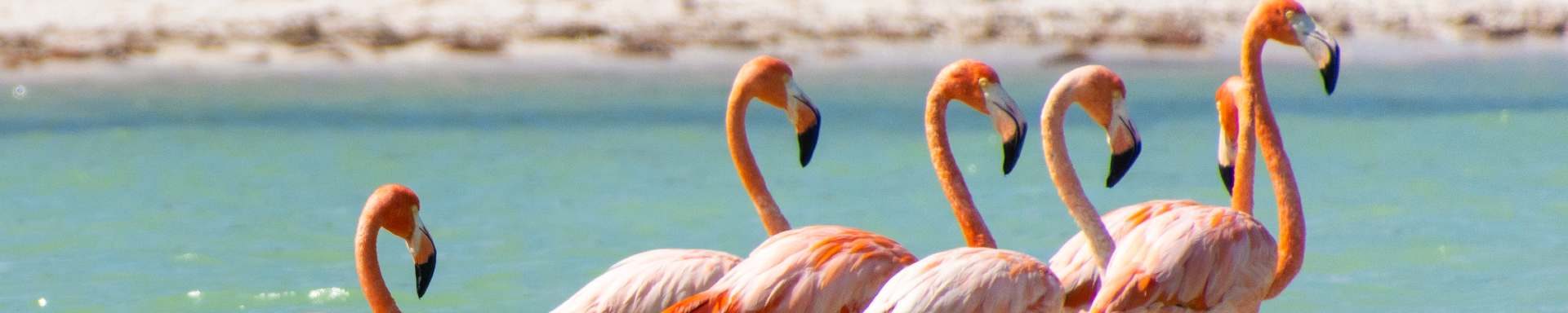 isola di holbox