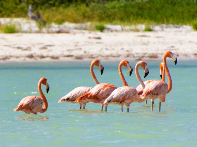 isola di holbox